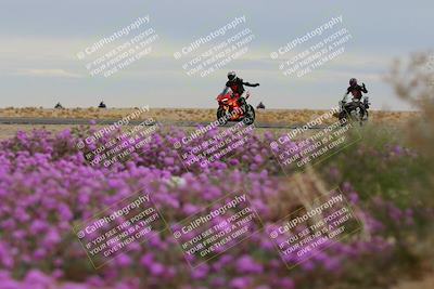 media/Jan-14-2023-SoCal Trackdays (Sat) [[497694156f]]/Turn 14 Exit Bloomig (145pm)/